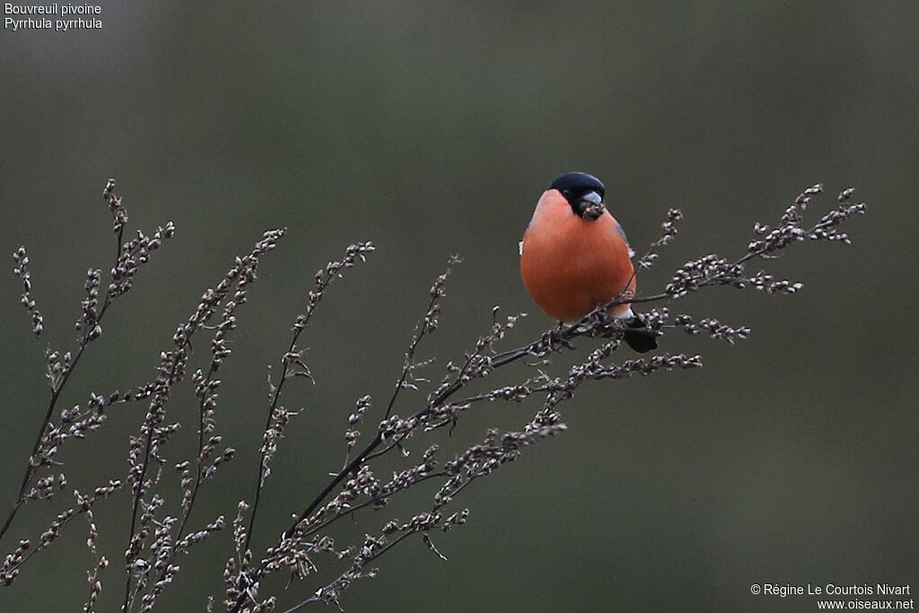 Eurasian Bullfinch male