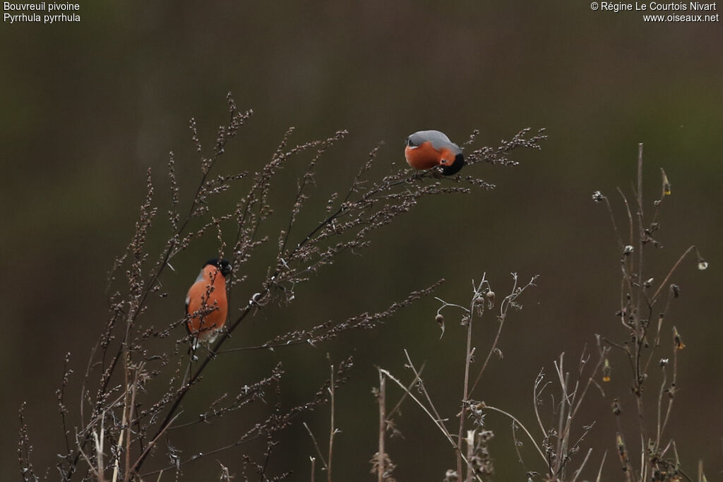 Eurasian Bullfinch male