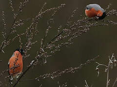 Eurasian Bullfinch