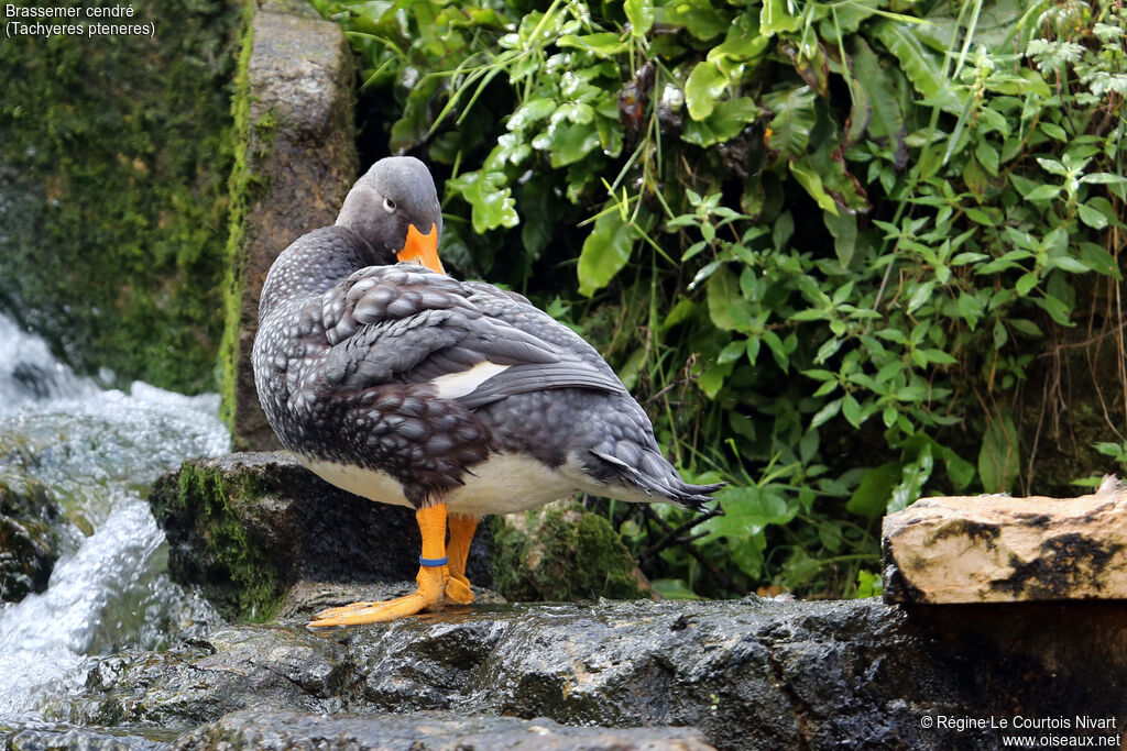 Fuegian Steamer Duck