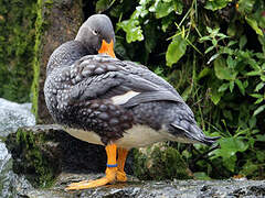 Fuegian Steamer Duck