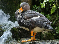 Fuegian Steamer Duck