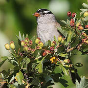 White-crowned Sparrow