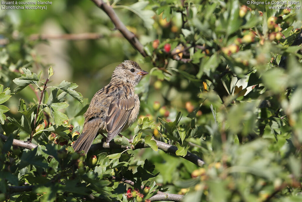 White-crowned Sparrow