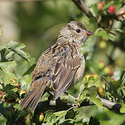 White-crowned Sparrow