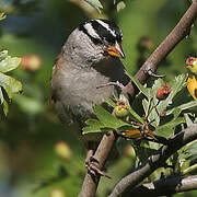 White-crowned Sparrow