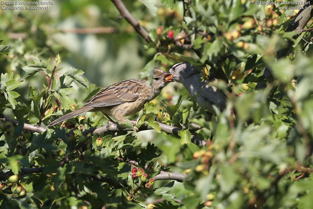 Bruant à couronne blanche