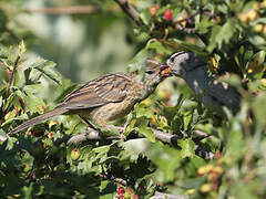 White-crowned Sparrow