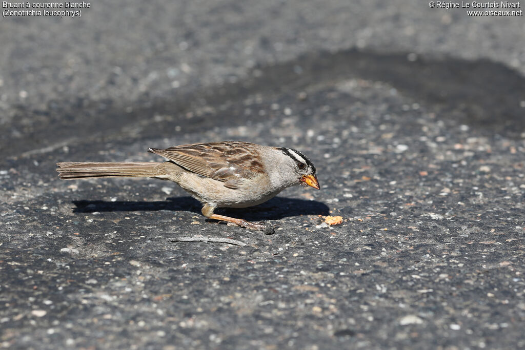 Bruant à couronne blancheadulte