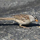 Bruant à couronne blanche