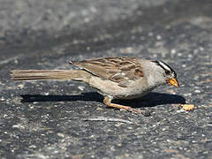 White-crowned Sparrow