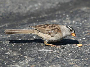 Bruant à couronne blanche