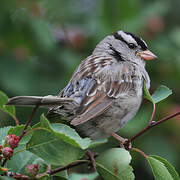 White-crowned Sparrow