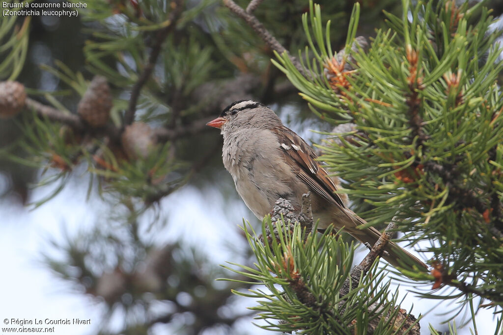 White-crowned Sparrow