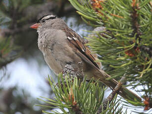 Bruant à couronne blanche