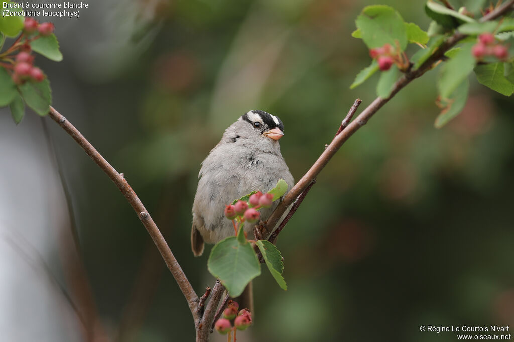 Bruant à couronne blancheadulte