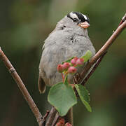 White-crowned Sparrow