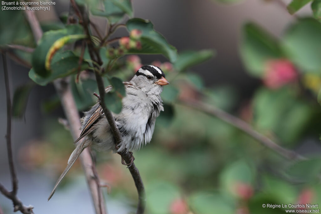 White-crowned Sparrowadult