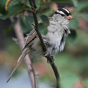 White-crowned Sparrow