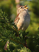 Bruant à couronne blanche