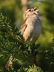 Bruant à couronne blanche