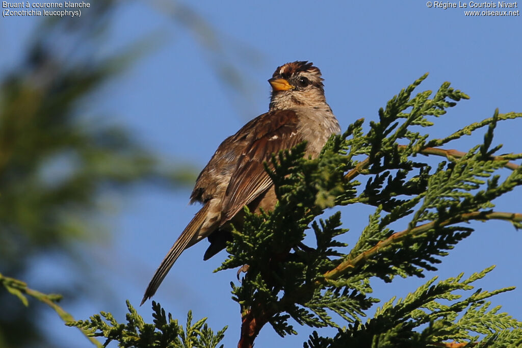 Bruant à couronne blancheimmature