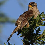 White-crowned Sparrow