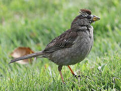 White-crowned Sparrow