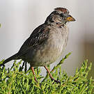Bruant à couronne blanche