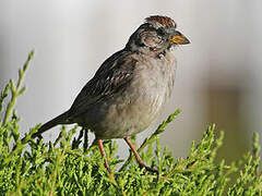 White-crowned Sparrow