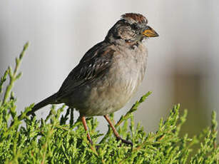 Bruant à couronne blanche