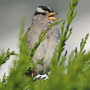 White-crowned Sparrow