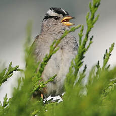 Bruant à couronne blanche