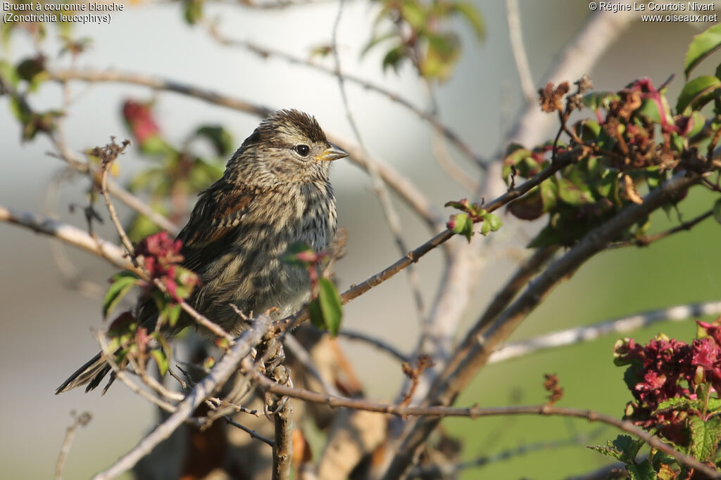 White-crowned Sparrowjuvenile