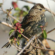 White-crowned Sparrow