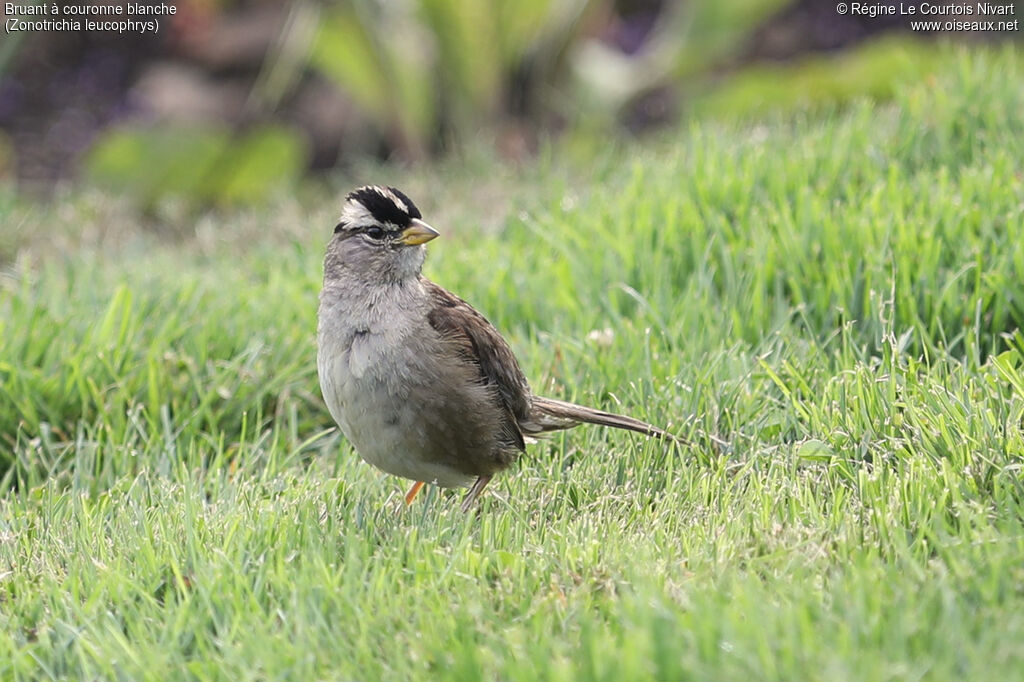 Bruant à couronne blancheadulte