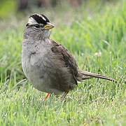 White-crowned Sparrow