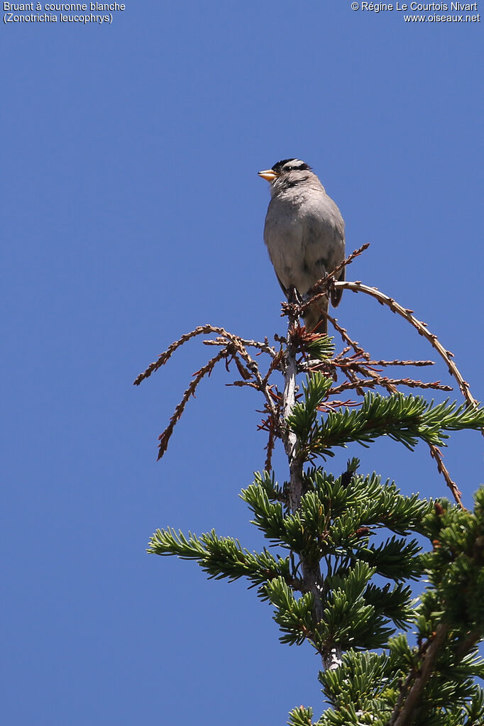 Bruant à couronne blancheadulte