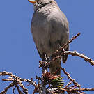 Bruant à couronne blanche