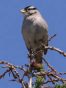 White-crowned Sparrow