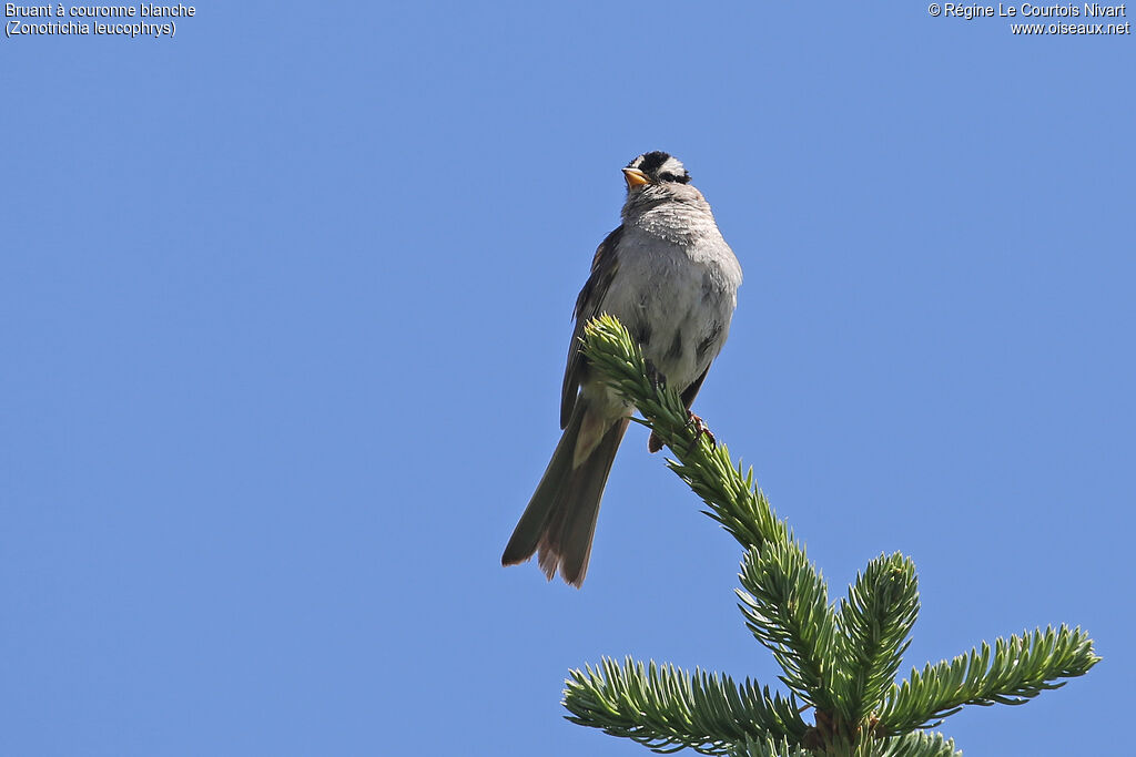 White-crowned Sparrow