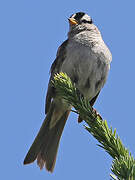 White-crowned Sparrow