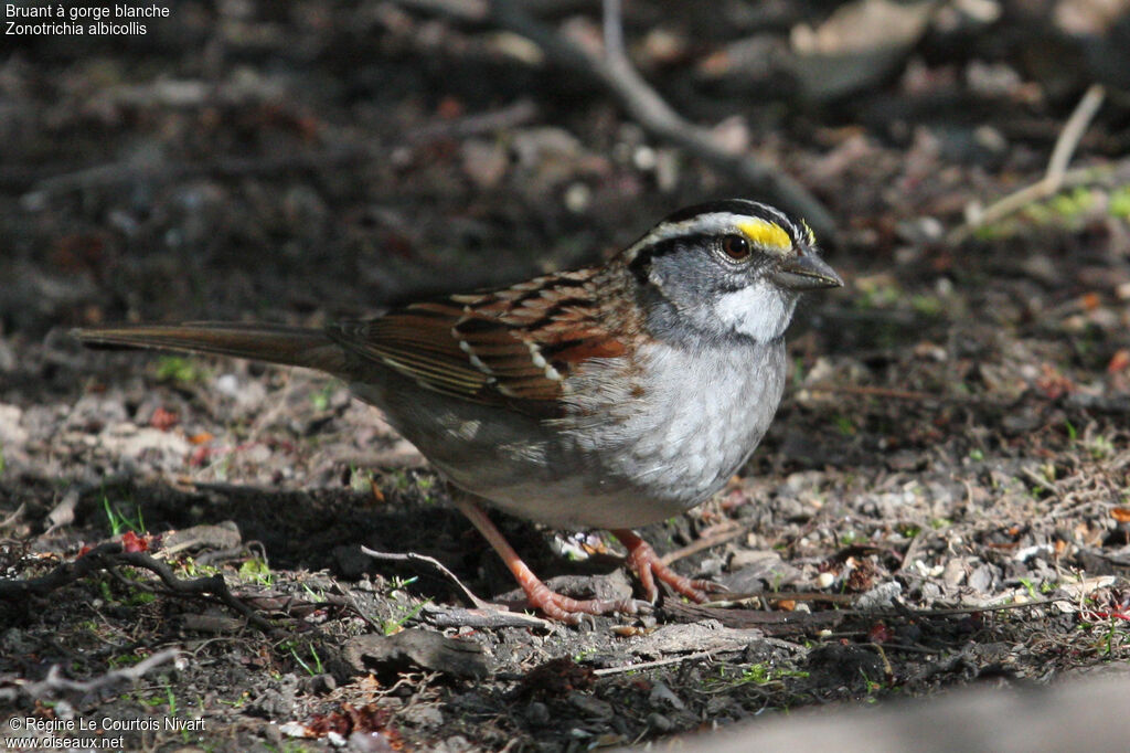 White-throated Sparrow