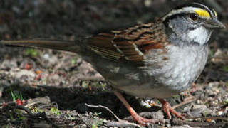 White-throated Sparrow