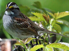 White-throated Sparrow