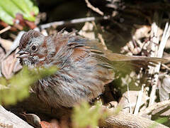 Song Sparrow