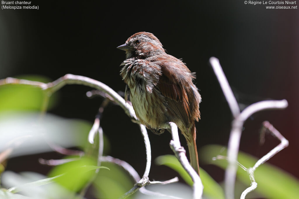 Song Sparrow