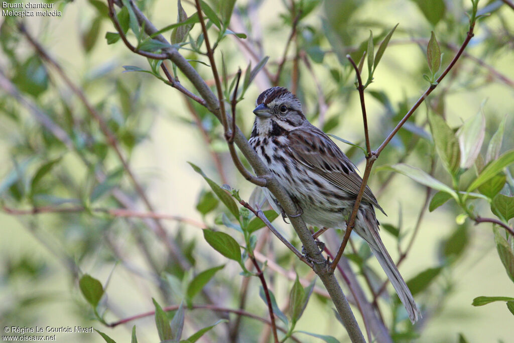 Song Sparrow