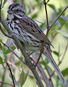 Song Sparrow