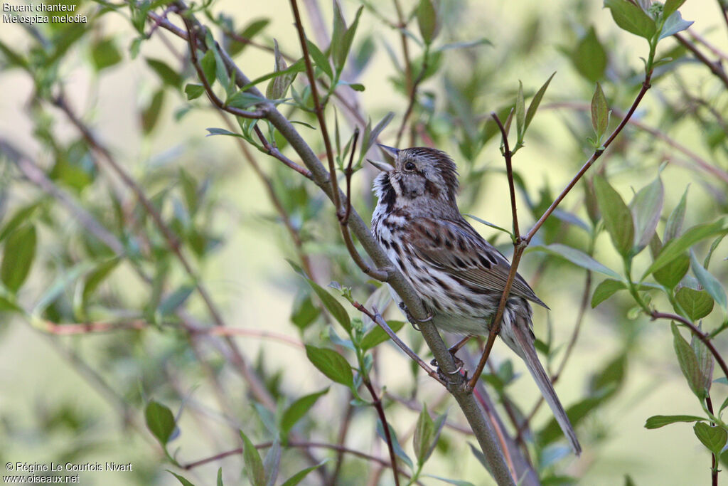 Song Sparrow